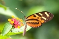 HELICONIDAE, Heliconius ismenius